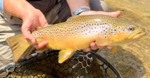 Brown Trout