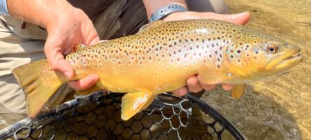 Brown Trout