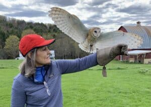 Barn Owl coming to perch on Cheryl's gloved hand