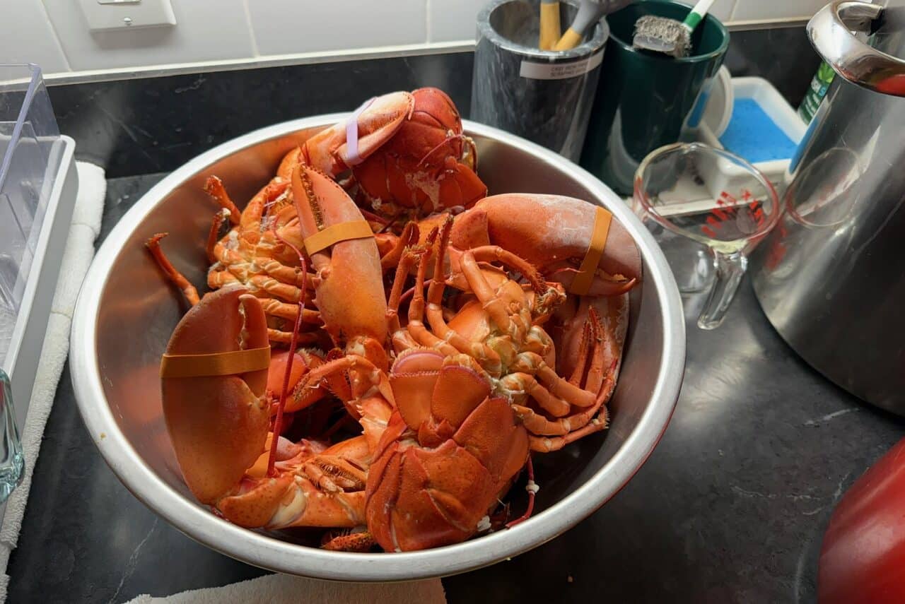 Lobsters ready for serving